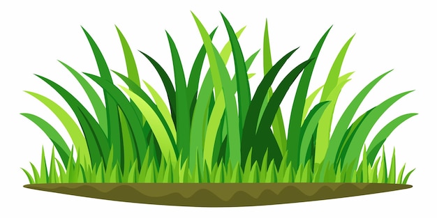 Vector green grass illustration isolated on white background