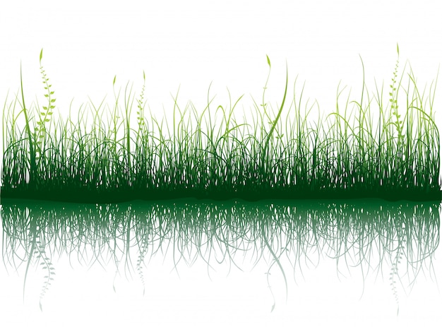 Green Grass - isolated on white