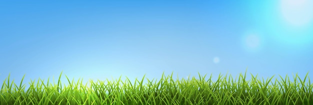 Green Grass Panorama With Blue Sky