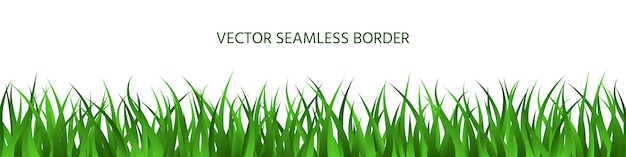 Green grass seamless border, spring lawn herbal panoramic background, summer horizontal banner.