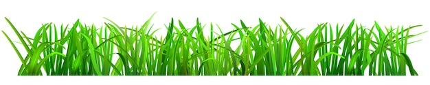 Green grass on white background