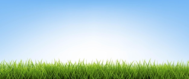 Green Grass With Blue Sky