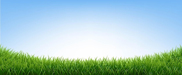 Green Grass With Blue Sky