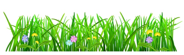 Green grass with flowers on white background