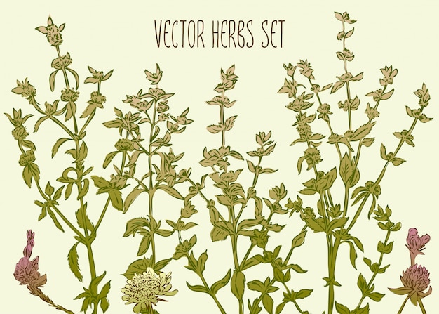 Vector green herbs set