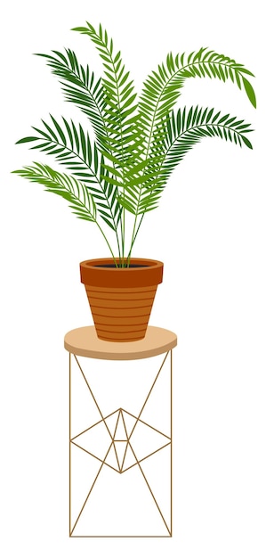 Green houseplant Home garden plant in ceramic flowerpot isolated on white background