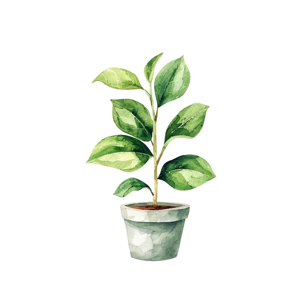 Vector green houseplant in pot vector illustration in watercolor style