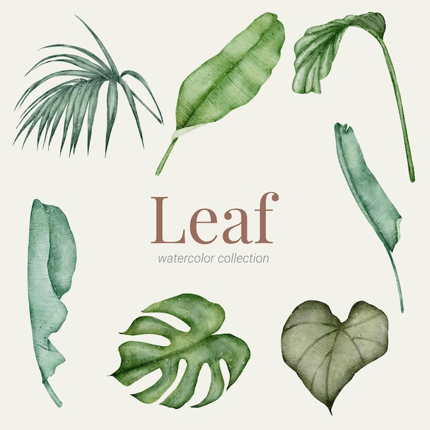 Green Leaf hand paint watercolor collection