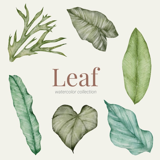 Green Leaf hand paint watercolor collection