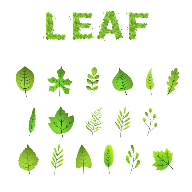 Green leaf icons set on white isolated background Vector illustration