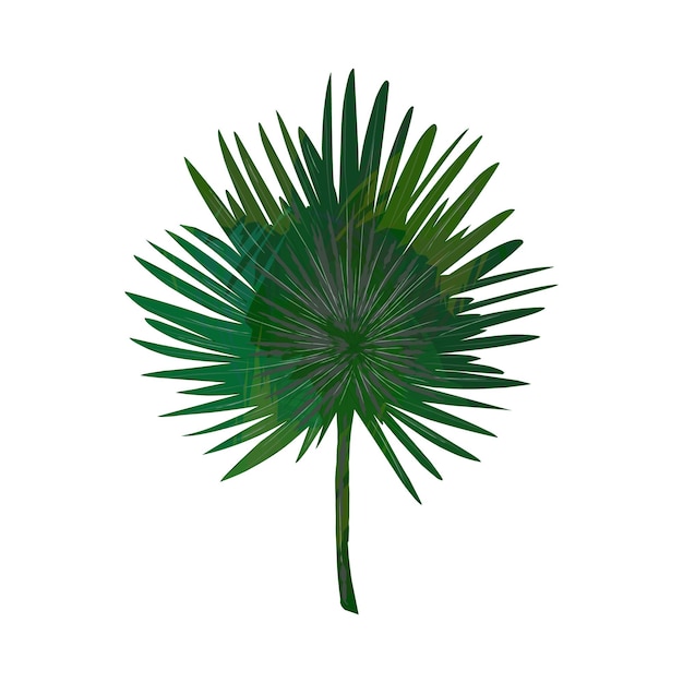 A green leaf of a palm tree is shown with the word palm on it