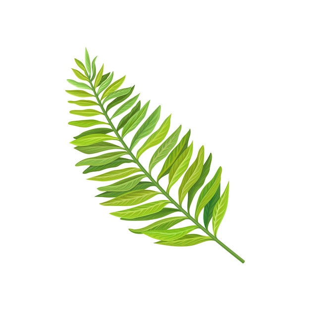 Green leaf of tropical palm tree vector Illustration