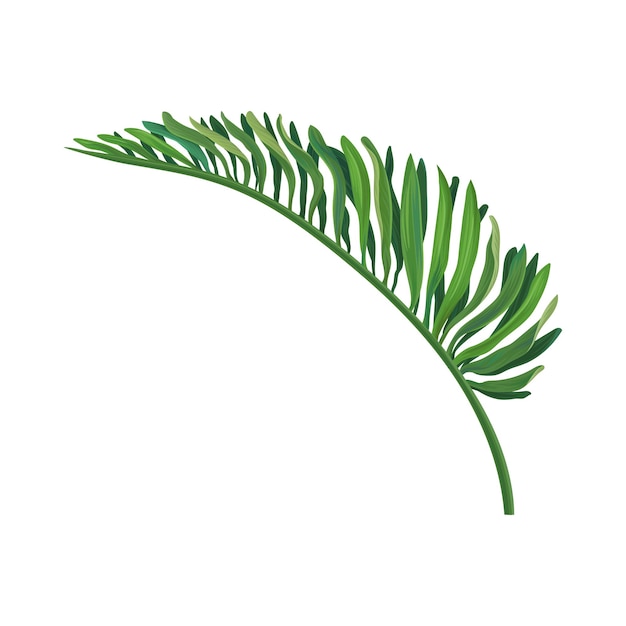 Green leaf of tropical palm vector Illustration