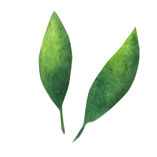 Green leaf. Watercolor element for decoration.