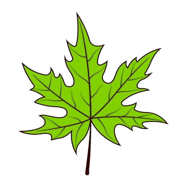 A green leaf with a brown center and a white background.