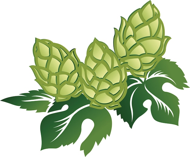 Green leaves and hop cones