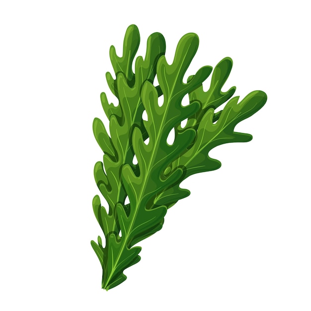 Green leaves of rucola or arugula vector illustration.