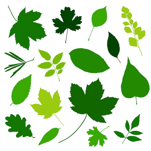 Green leaves set isolated on white background Vector illustration