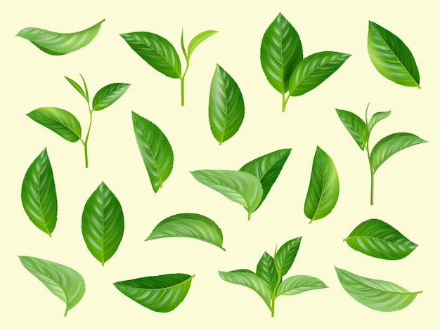 Green leaves set. Plants natural aromatic herbs realistic collection of leaves.