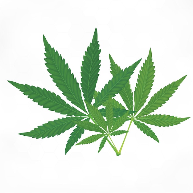 Green Marijuana Leaves Medical herbs on white background