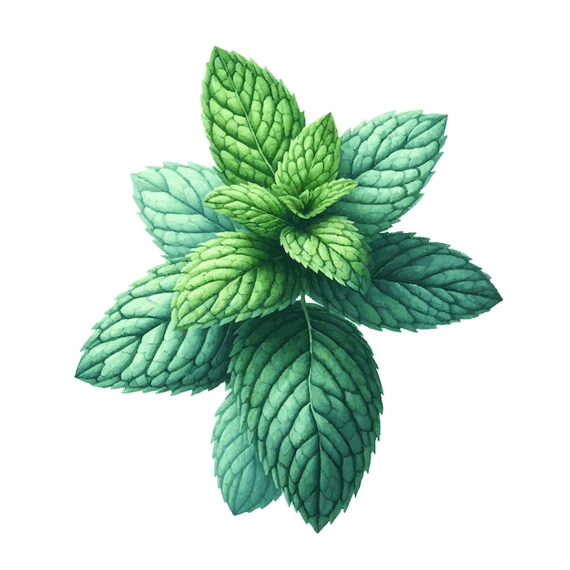 green mint herb with leaves watercolor paint on white for greeting card wedding design