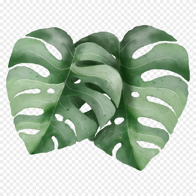 Green monstera leaf transparency background