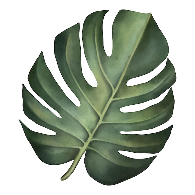 Green monstera leaf Tropical plant Hand painted watercolor illustration isolated on white