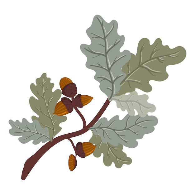 Green oak branch with leaves and acorns Vector illustration of a deciduous tree branch isolated