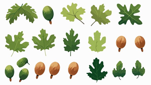 Vector green oak leaves and acorns vector illustration on white background