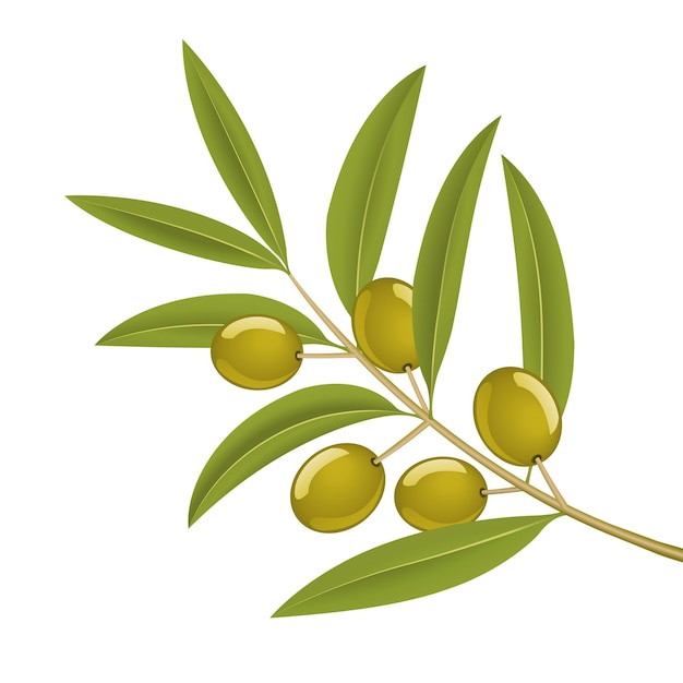 Green olives on branch, detailed vector illustration