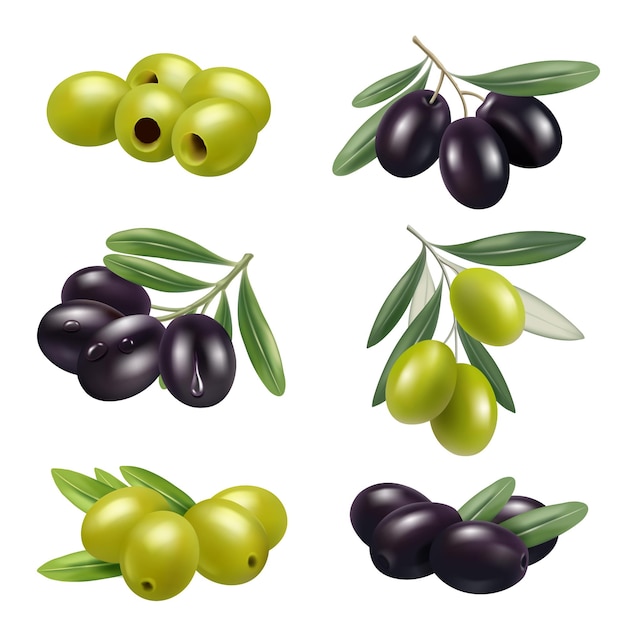 Green olives Closeup greece authentic food olives branches products ingredients decent vector illustrations set