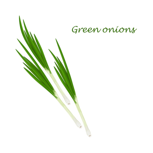 Green onions fresh green onions the concept of healthy eatingvitamin vegetable vector illustration o