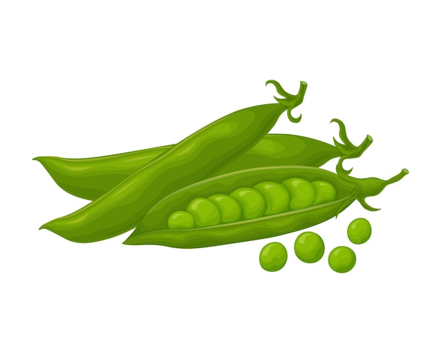 Green peas Fresh vegetable Peas from the garden A ripe pod of green peas Vector illustration isolated on a white background