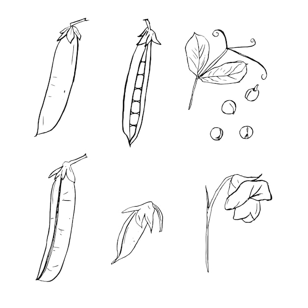 Green Peas Hand drawn peas sketch Organic fresh farm food engraving peas isolated on white