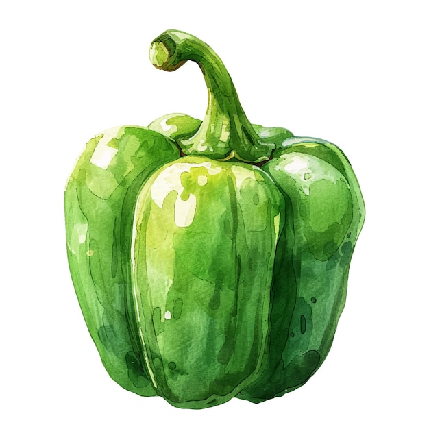 green pepper vector illustration in watercolour style