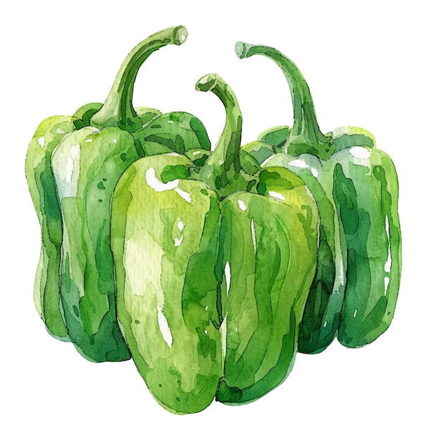 green pepper vector illustration in watercolour style