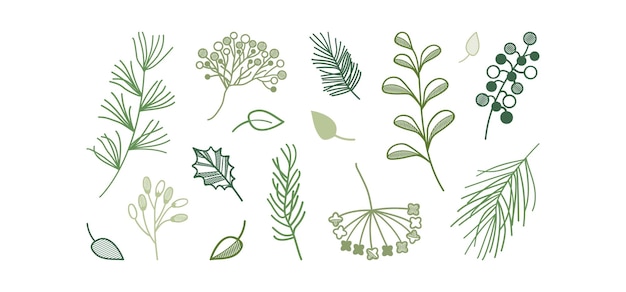 Green plant vector sketch herb and leaf doodle icon pine branch and berry evergreen tree fir cedar