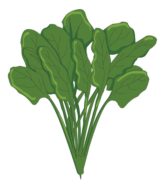 Green spinach isolated