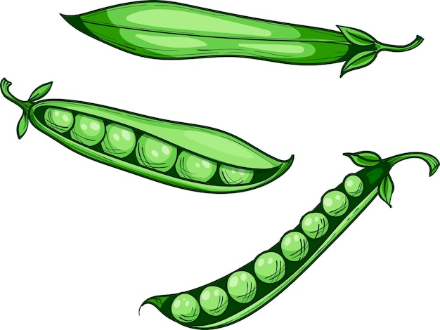 Green sweet peas whole pod and peas vector hand drawn sketch illustration