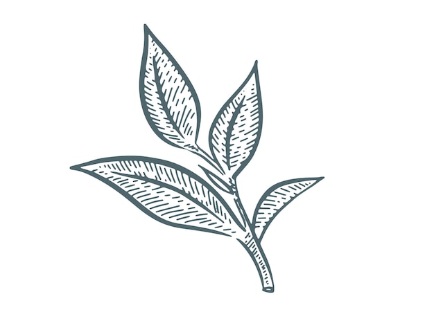 Green tea leaves Hand drawn vector