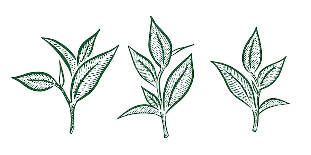 Green tea leaves Hand drawn vector