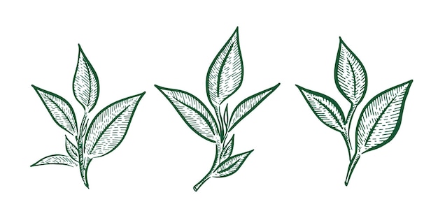 Green tea leaves Hand drawn vector