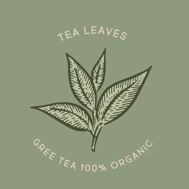 Green tea leaves Hand drawn vector