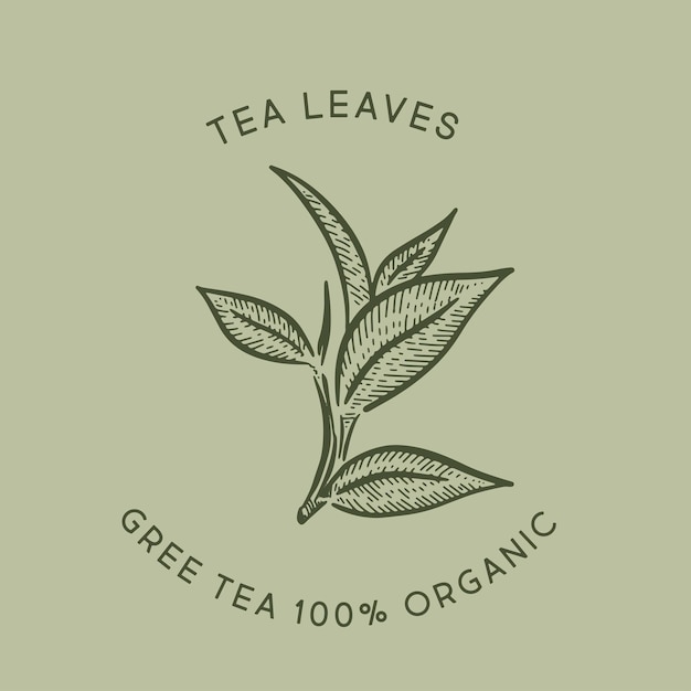 Green tea leaves Hand drawn vector