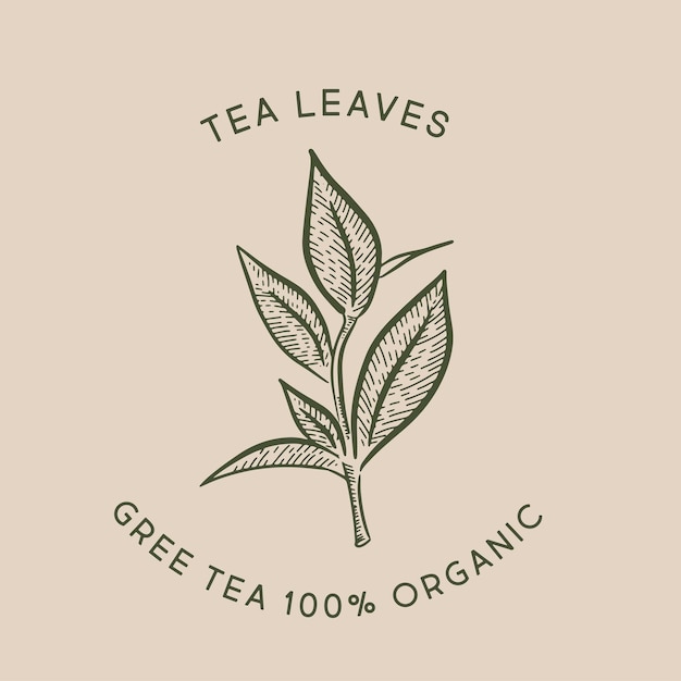 Green tea leaves Hand drawn vector