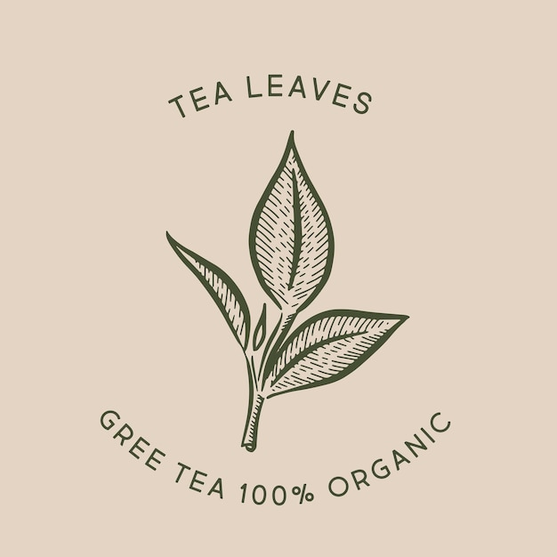 Green tea leaves Hand drawn vector