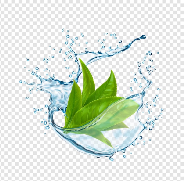 Vector green tea leaves water splash herbal drink wave