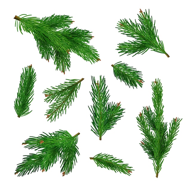 Green tree branches Xmas traditional plant with needles decent vector botanical winter illustrations of branches