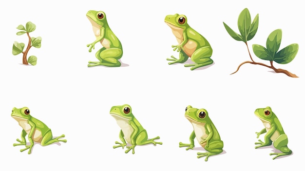 Vector green tree frog life cycle in cartoon style vector illustration