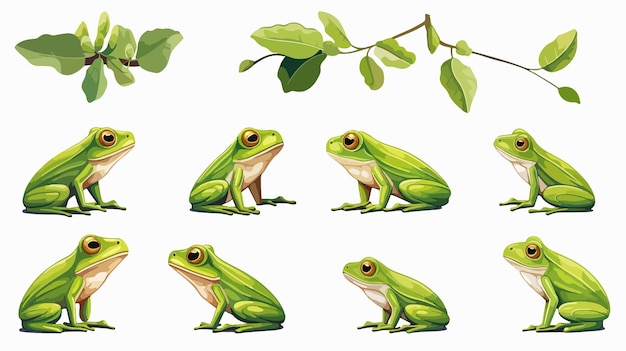 Vector green tree frog life cycle in cartoon style vector illustration